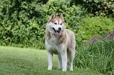 SIBERIAN HUSKY 912